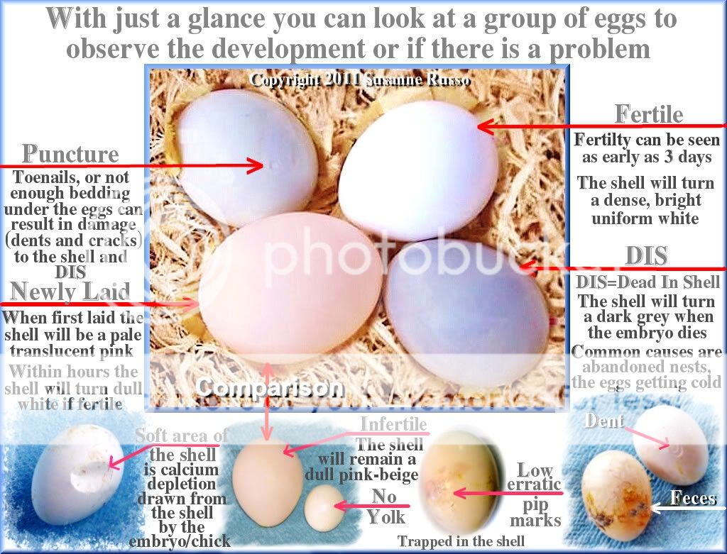U Can Tell Fertility Or Infertility Of A Cockatiel Egg By Looking At
